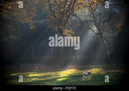 Ein kleiner Hund in den Strahlen des Lichtes auf einem nebligen Herbsttag in einem Londoner park Stockfoto