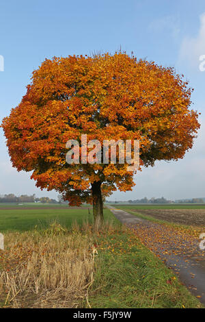 Spitz-Ahorn (Acer Platanoides), buntes Herbstlaub, Feldflur, Allgäu, Bayern, Deutschland Stockfoto