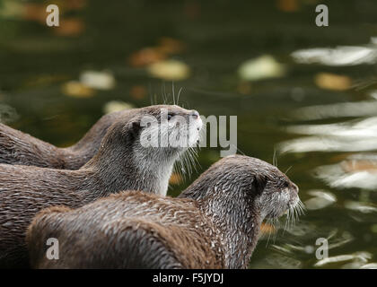 Ein paar Oriental Short-Clawed Otter Blick auf einen Fluss im Herbst Stockfoto