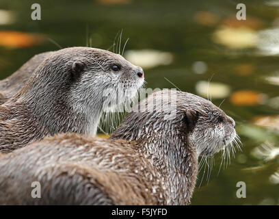 Ein paar Oriental Short-Clawed Otter Blick auf einen Fluss im Herbst Stockfoto