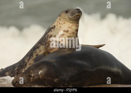 Kegelrobben spielen unter der Leibeigene, Norfolk, Großbritannien. Stockfoto