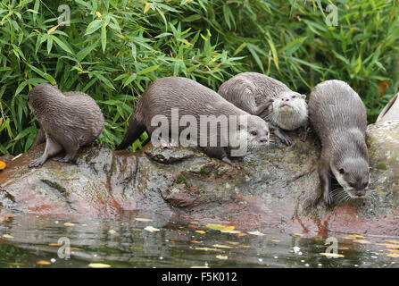 Eine Familie von Oriental Short-Clawed Otter an einem Fluss Stockfoto