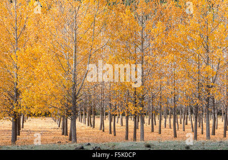 Eine Plantage mit schwarzen Pollar Bäume, Populus Nigra, im Herbst, in der Nähe von Tragacete in der Serrania de Cuenca, Castilla-la Mancha, Cent Stockfoto