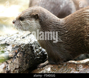 Nahaufnahme von einem Oriental Short-Clawed Otter Stockfoto