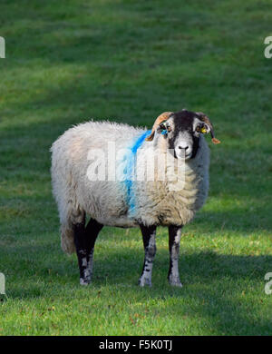 Swaledale Ewe. Troutbeck, Nationalpark Lake District, Cumbria, England, Vereinigtes Königreich, Europa. Stockfoto