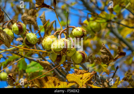 Rosskastanie Frucht Conkers Baum hängen Stockfoto