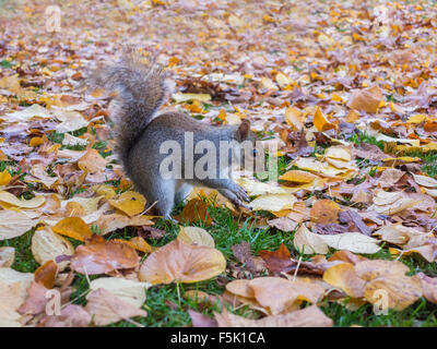 Ein Eichhörnchen schaut neugierig, während begraben Muttern im Herbst Blätter Stockfoto