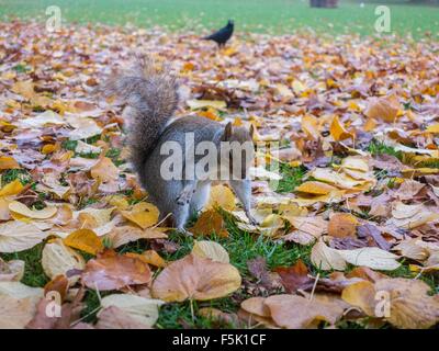 Ein Eichhörnchen schaut neugierig, während begraben Muttern im Herbst Blätter Stockfoto