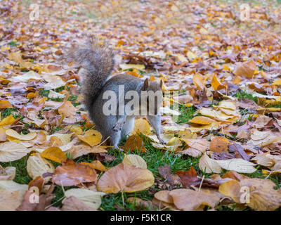 Ein Eichhörnchen schaut neugierig, während begraben Muttern im Herbst Blätter Stockfoto