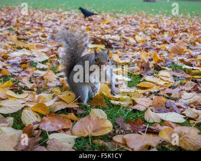 Ein Eichhörnchen schaut neugierig, während begraben Muttern im Herbst Blätter Stockfoto