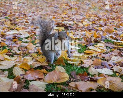 Ein Eichhörnchen schaut neugierig, während begraben Muttern im Herbst Blätter Stockfoto