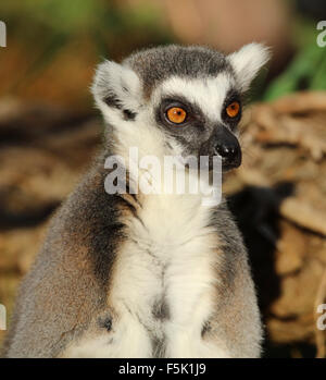 Nahaufnahme von einem Ring-Tailed Lemur Stockfoto