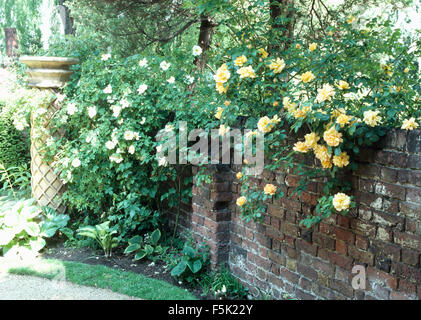 Gelbe Rosen auf alte Mauer im Bauerngarten Stockfoto
