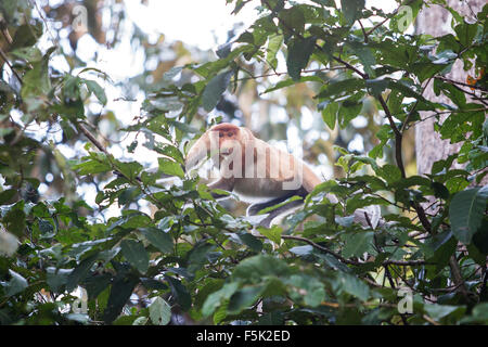 Wilde Nasenaffe auf Borneo in den Dschungel um den Kinabatangan Fluss Stockfoto