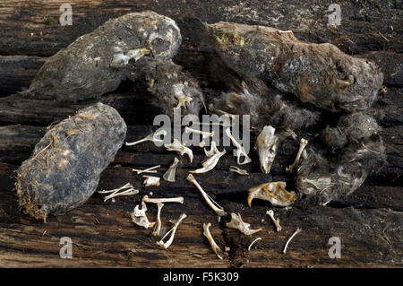 Inhalt von Pellets regurgitated Schleiereule (Tyto Alba) mit Knochen und Schädel von Mäusen Stockfoto