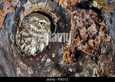 Steinkauz (Athene Noctua) durch Nest Loch im alten Baum suchen Stockfoto