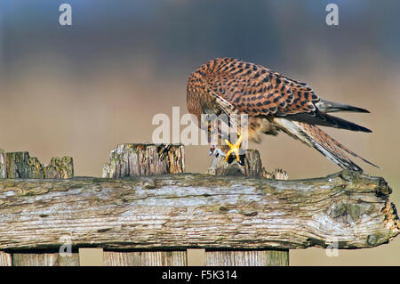 Turmfalken (Falco Tinnunculus) weiblich auf verwitterten Holzzaun Fütterung auf Gefangene Maus Beute Stockfoto