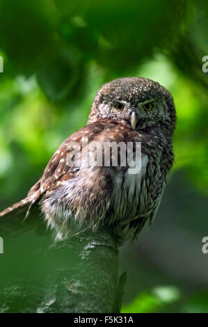 Eurasische Sperlingskauz (Glaucidium Passerinum) thront im Baum im Wald Stockfoto