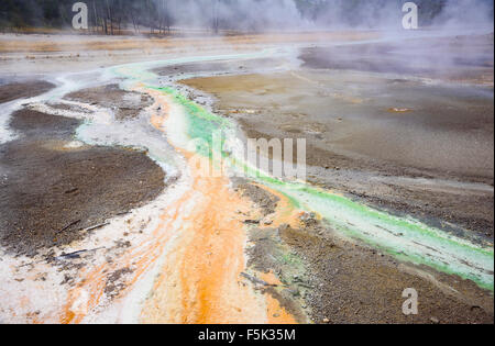 Bunte Abfluss verursacht durch wärmeliebende Bakterien aus Whirligig Geysir, Norris Geyser Basin, Yellowstone-Nationalpark, Wyoming, USA Stockfoto