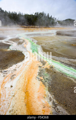 Bunte Abfluss verursacht durch wärmeliebende Bakterien aus Whirligig Geysir, Norris Geyser Basin, Yellowstone-Nationalpark, Wyoming, USA Stockfoto