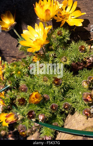 Nahaufnahme von Adonis Vernalis Stockfoto