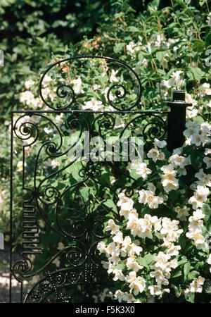 Nahaufnahme von Philadelphus neben einem Eisentor Stockfoto