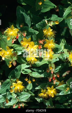 Nahaufnahme von Johanniskraut Stockfoto