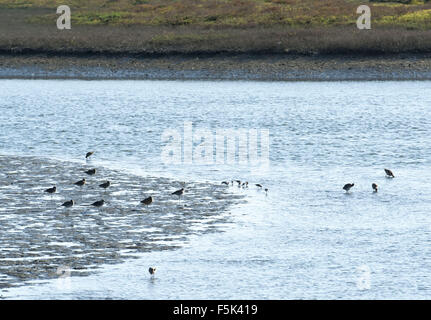 17. November 2013 wird das California Department of Fish und Wildlife - Huntington Beach, California, Vereinigte Staaten von Amerika - The Bolsa Chica Ecological Reserve, befindet sich in Huntington Beach, geleitet.  ---Entlang der Wasserkante im geschützten Bereich der Bolsa Chica Ecological Reserve Wasservögel zu sehen. (Kredit-Bild: © David Bro über ZUMA Draht) Stockfoto