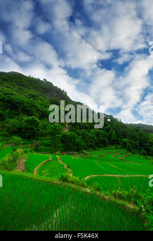 Süd-Ost China, Yunnan - 2011: Reisterrassen im Bergland von so Stockfoto