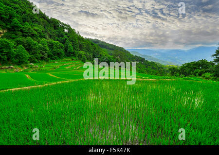 Süd-Ost China, Yunnan - 2011: Reisterrassen im Bergland von so Stockfoto