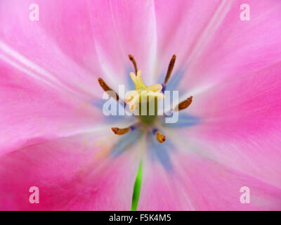 Rosa Tulpe Stockfoto