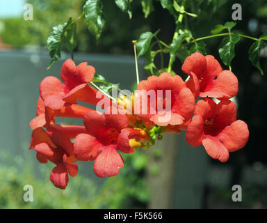 Sonnendurchflutete rote Blüten der Trompete Rebe Campsis Radicans eine mehrjährige Klettern Pflanzen auch bekannt als Trumpet Creeper Stockfoto