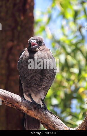 Juvenile Australian Magpie (Cracticus Tibicen) auf einem Ast sitzen und singen auf Raymond Island im Lake King, Victoria, Austral Stockfoto