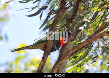 Regenbogen Lorikeet (Trichoglossus Haematodus) sitzt auf einem Ast auf Raymond Island im Lake King, Victoria, Australien. Stockfoto