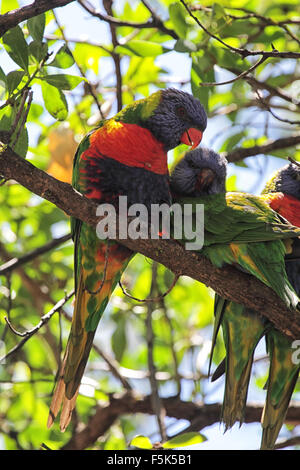 Regenbogen Lorikeet (Trichoglossus Haematodus) sitzt auf einem Ast auf Raymond Island im Lake King, Victoria, Australien. Stockfoto