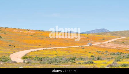 SKILPAD, Südafrika - 14. August 2015: Orange und gelbe Blumen auf dem Dach des Namaqualandes Trail zwischen Skilpad und Soebatsf Stockfoto