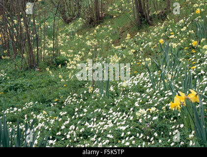 Weiße Holz-Anemonen mit gelben Narzissen und Primeln in einer abfallenden wilden Grenze Stockfoto