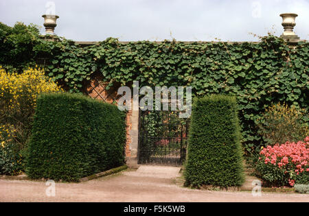 Beschnittene Hecken in ummauerten Garten mit einem ornamentalen Weinbau an der Wand Stockfoto