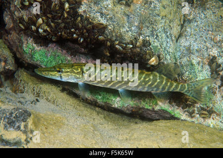 Granit Steinbruch Aleksandrovskiy, Ukraine. 4. Oktober 2015. Hecht (Esox Lucius) Granit Steinbruch Aleksandrovskiy, Ukraine © Andrey Nekrassow/ZUMA Wire/ZUMAPRESS.com/Alamy Live-Nachrichten Stockfoto