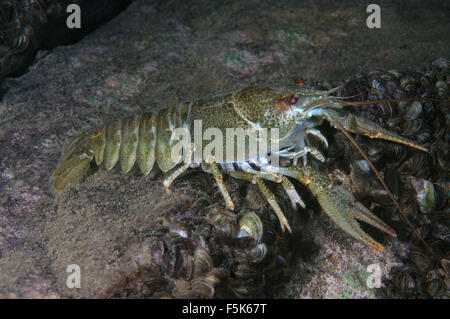 Granit Steinbruch Aleksandrovskiy, Ukraine. 4. Oktober 2015. Europäischen Krebse, edle Krebse oder breit-fingriger Flusskrebs (Astacus Astacus) Granitsteinbruch Aleksandrovskiy, Ukraine © Andrey Nekrassow/ZUMA Wire/ZUMAPRESS.com/Alamy Live-Nachrichten Stockfoto