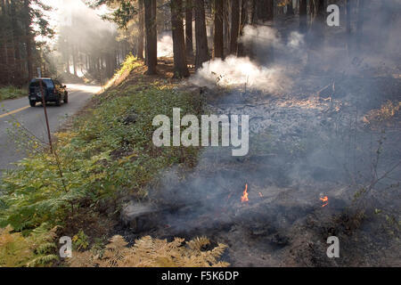 27. November 2005; Yosemite, CA, USA; "Kontrolliert brennen" oder "Vorgeschrieben" ist ein Teil der Waldbewirtschaftung. Feuer ist ein natürlicher Bestandteil der Waldökologie und kontrollierte Feuer ist ein nützliches Tool für Förster. Kontrolliertes abbrennen, stimuliert die Keimung der einige höchst wünschenswert Waldbäume, damit Erneuerung des Waldes. Einige Samen, wie Sequoia, bleiben inaktiv, bis Feuer die Saatgut-Beschichtung bricht. Ein weiterer Aspekt ist eigentlich Feuerleitung. In Florida verbrannt während der Dürre im Jahr 1998, katastrophale Waldbrände eine Anzahl von Häusern. Aber Forstwirtschaft Manager beachten Sie, dass das eigentliche Problem, dass kontrollierte Bur war Stockfoto