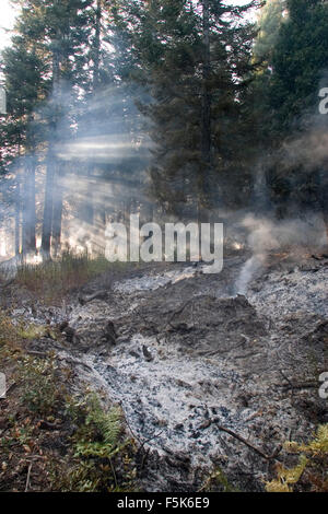 27. November 2005; Yosemite, CA, USA; "Kontrolliert brennen" oder "Vorgeschrieben" ist ein Teil der Waldbewirtschaftung. Feuer ist ein natürlicher Bestandteil der Waldökologie und kontrollierte Feuer ist ein nützliches Tool für Förster. Kontrolliertes abbrennen, stimuliert die Keimung der einige höchst wünschenswert Waldbäume, damit Erneuerung des Waldes. Einige Samen, wie Sequoia, bleiben inaktiv, bis Feuer die Saatgut-Beschichtung bricht. Ein weiterer Aspekt ist eigentlich Feuerleitung. In Florida verbrannt während der Dürre im Jahr 1998, katastrophale Waldbrände eine Anzahl von Häusern. Aber Forstwirtschaft Manager beachten Sie, dass das eigentliche Problem, dass kontrollierte Bur war Stockfoto