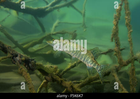 Hecht (Esox Lucius) versteckt unter den Zweigen der versunkenen Baum, Granit Steinbruch Aleksandrovskiy, Ukraine Stockfoto