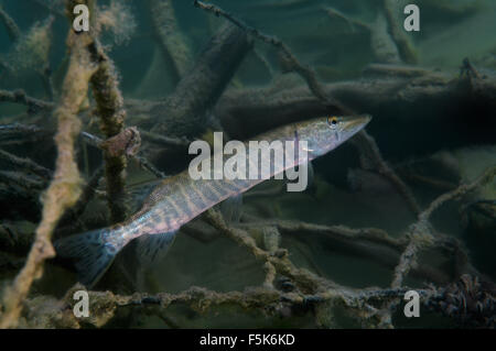 Hecht (Esox Lucius) versteckt unter den Zweigen der versunkenen Baum, Granit Steinbruch Aleksandrovskiy, Ukraine Stockfoto