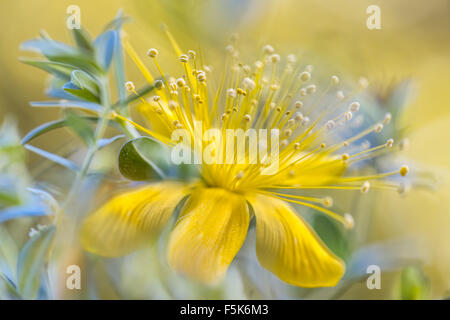 Nahaufnahme der Blüte der Alpinen Hypericum Pflanze Stockfoto