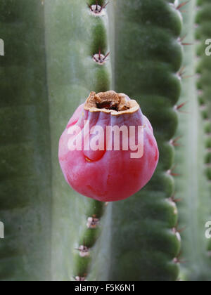 Peruanischer Apfel Kaktus, Cereus Repandus und Früchte gesehen in Scottsdale, Arizona, USA Stockfoto