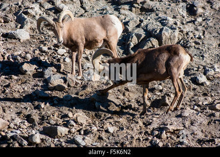 Aoudad Mähnenspringer Out of Africa Wildlife Park, Camp Verde, Arizona, usa Stockfoto