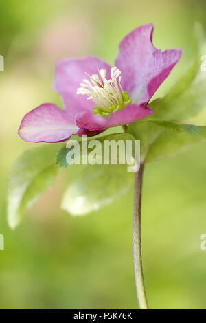 Nahaufnahme des Frühlings Blüte Nieswurz Pflanze Stockfoto