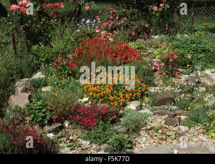 Orange und rote Helianthemum im Steingarten Garten wachsen Stockfoto