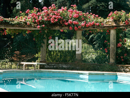 Rosa Kletterrosen auf Stein Pergola neben Swimmingpool in einem großen Land-Garten im Sommer Stockfoto